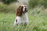 SPRINGER SPANIEL 080